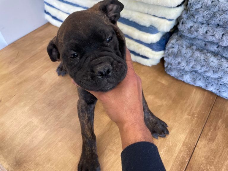 Bullmastiff Puppy