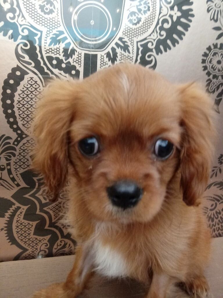 Cavalier King Charles Spaniel Puppy