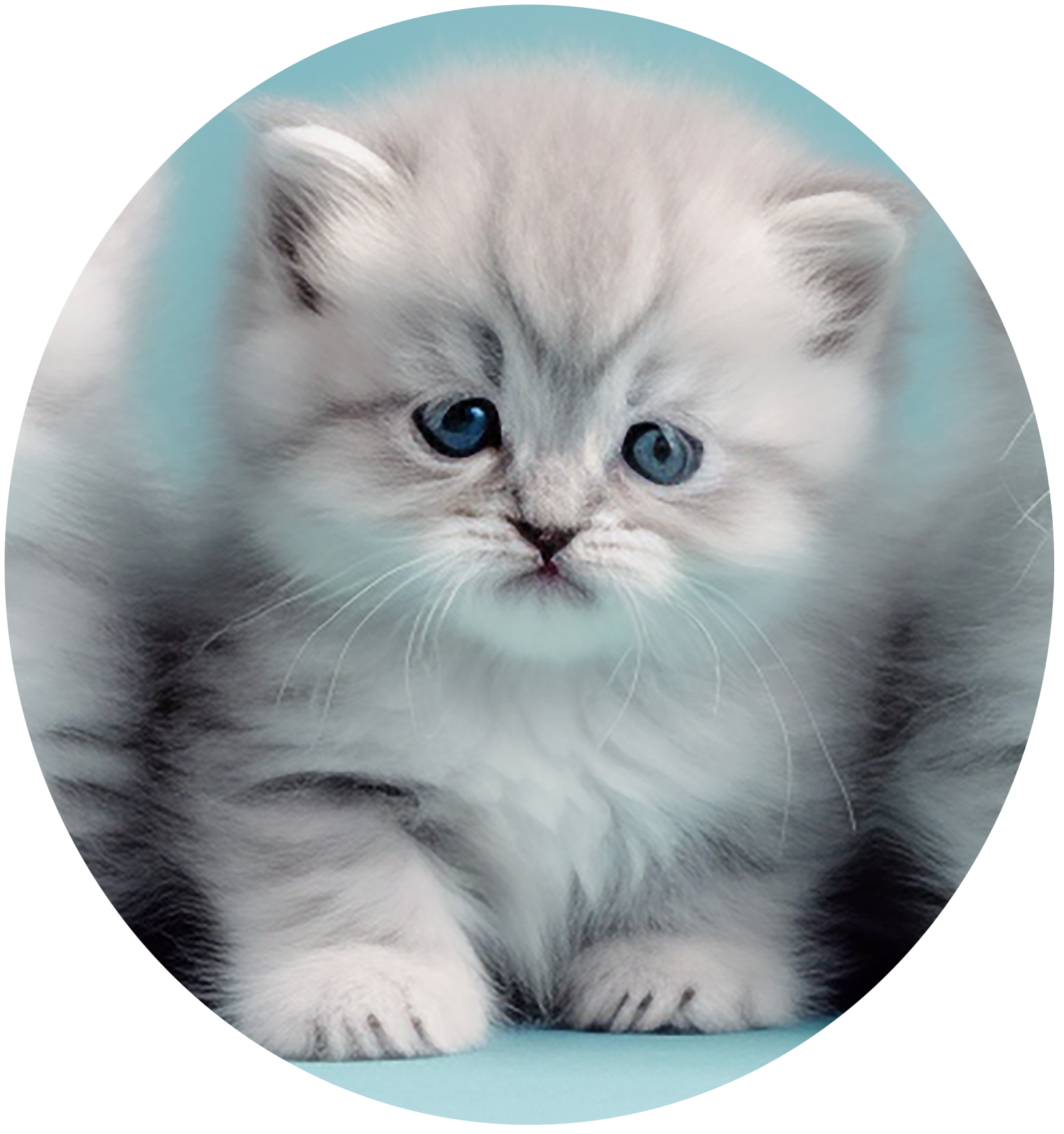 A kitten with blue eyes is sitting in a circle. Exotic Shorthair Kittens for sell in Connecticut. 