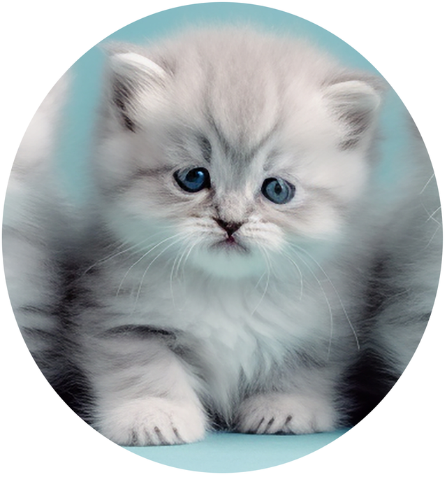 Connecticut Kittens For Sale