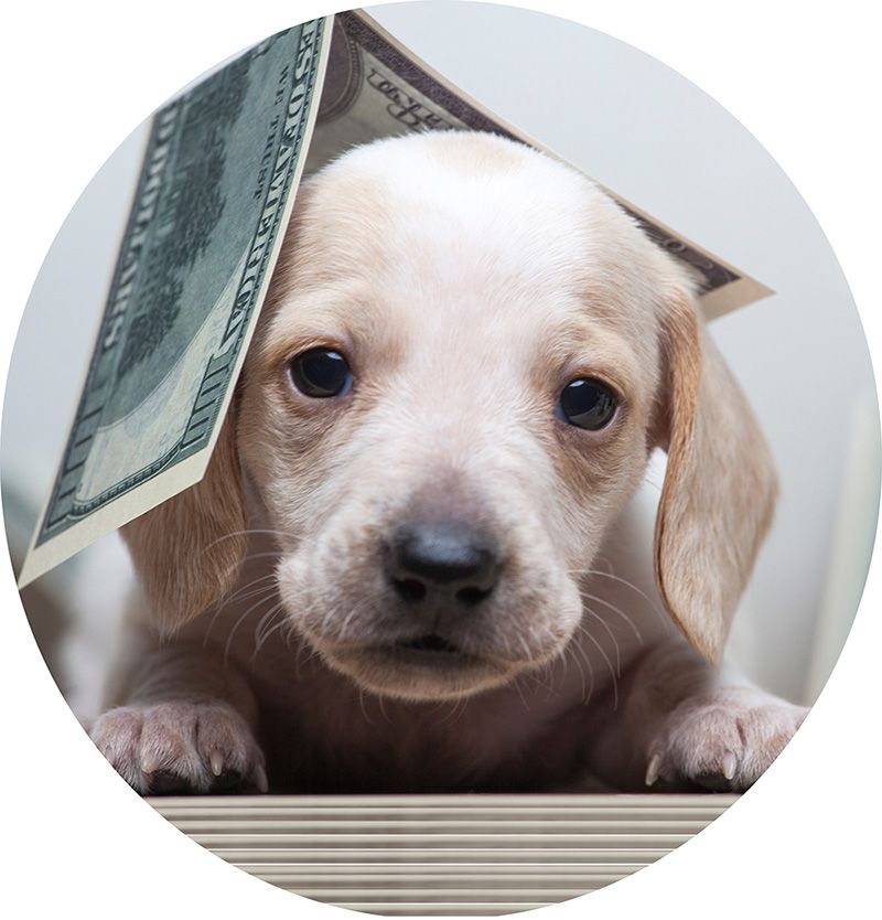 A puppy with a dollar bill on its head. puppies for sale in Connecticut. 