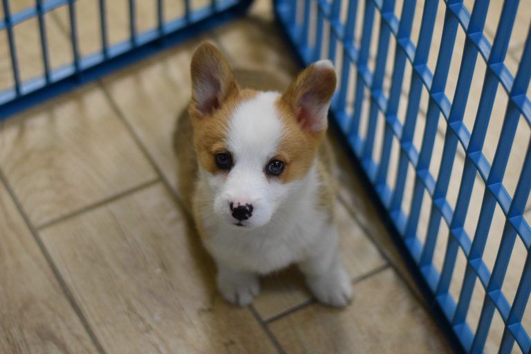 Corgi Puppy