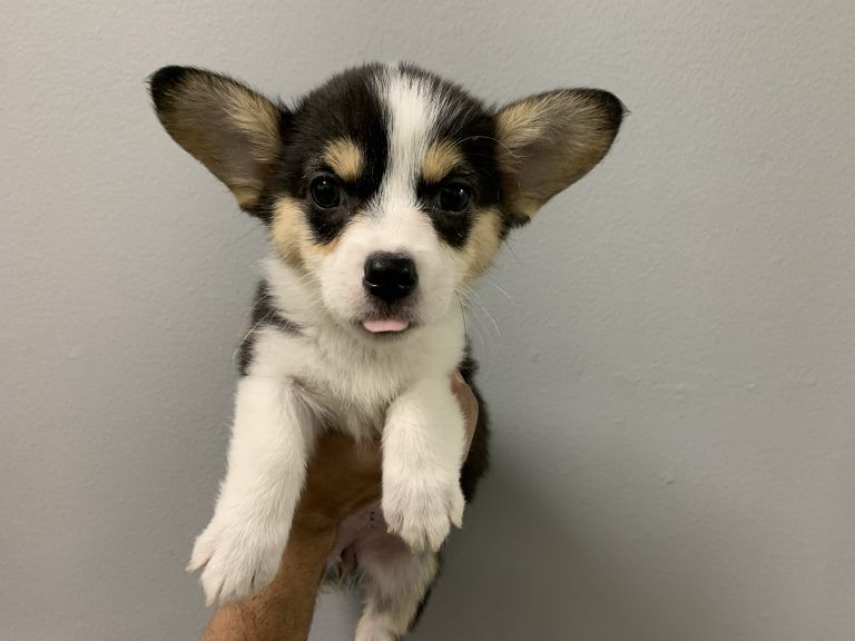 Corgi Puppy