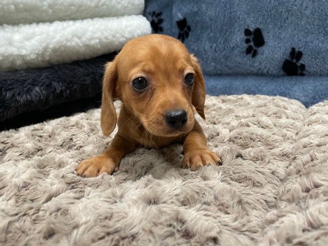 Miniature Dachshund Puppy