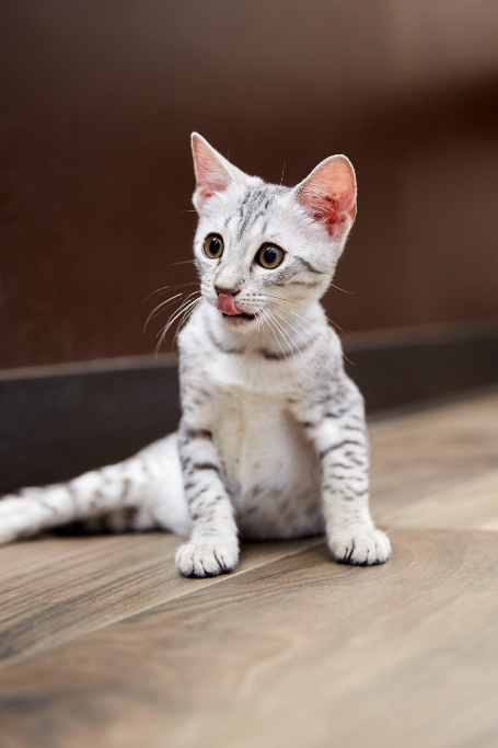 Egyptian Mau Kitten  for sale connecticut