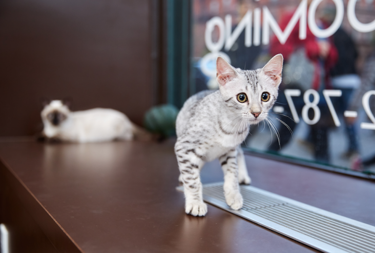 Egyptian Mau Kitten