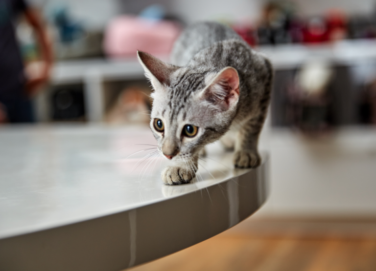 Egyptian Mau Kitten  for sale connecticut