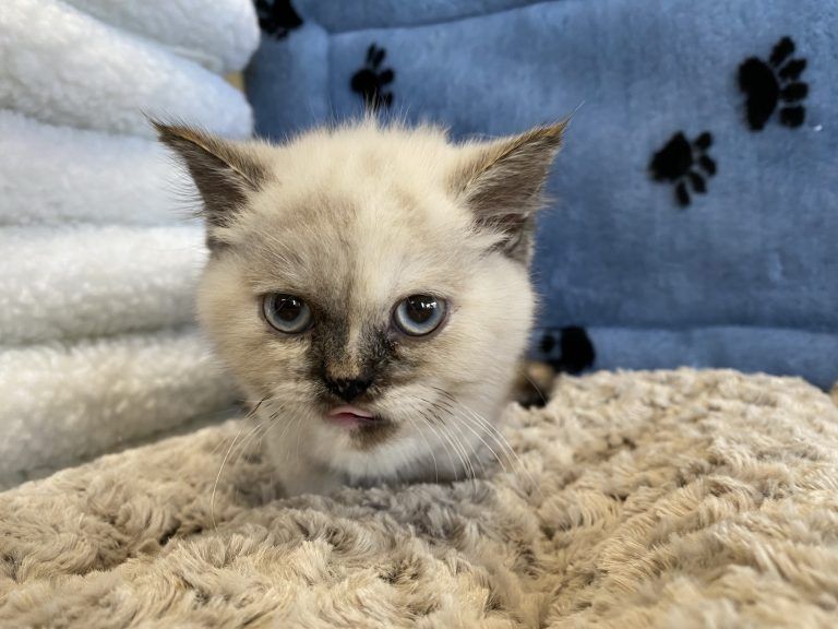 Exotic Shorthair Kitten