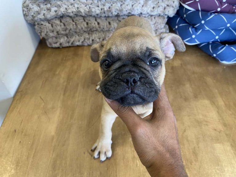 French Bulldog Puppy