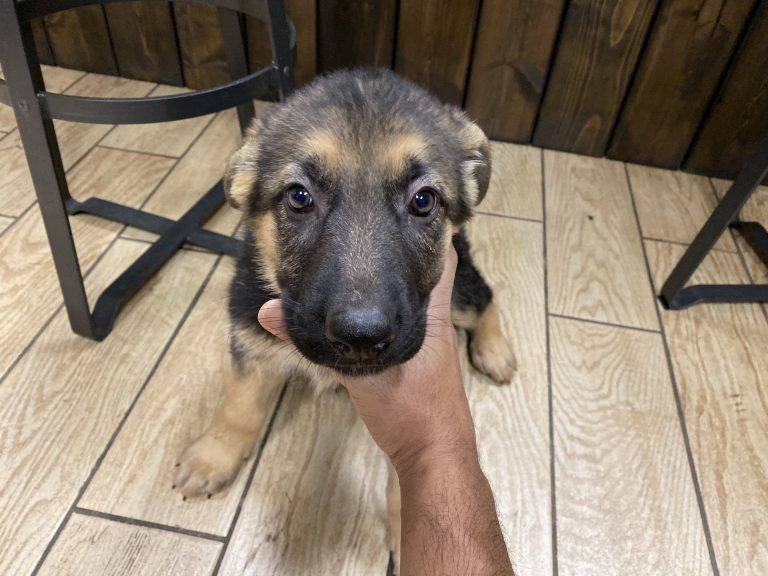German Shepard Puppy