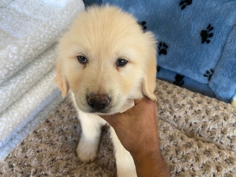 Golden Retriever Puppy