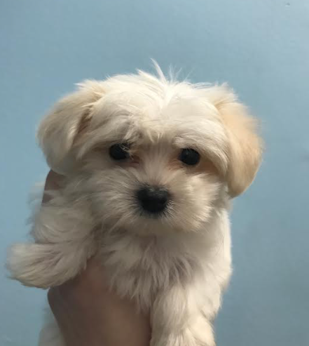 Havanese Puppy for sale in Connecticut