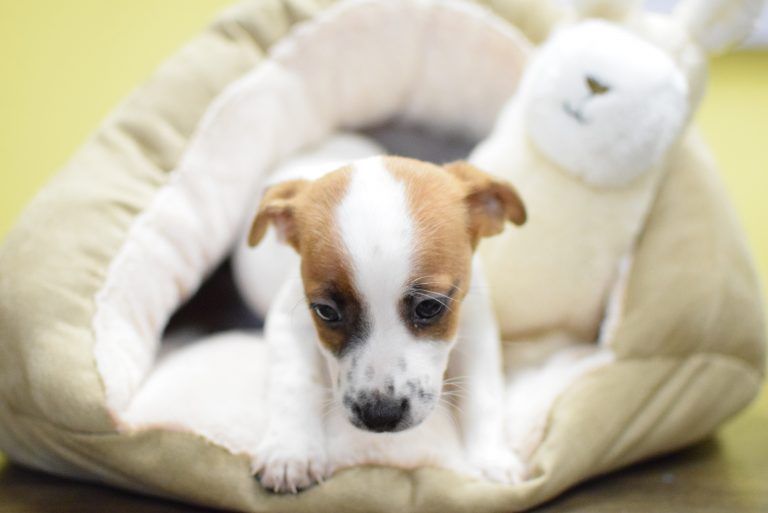 Jack Russell Terrier Puppy