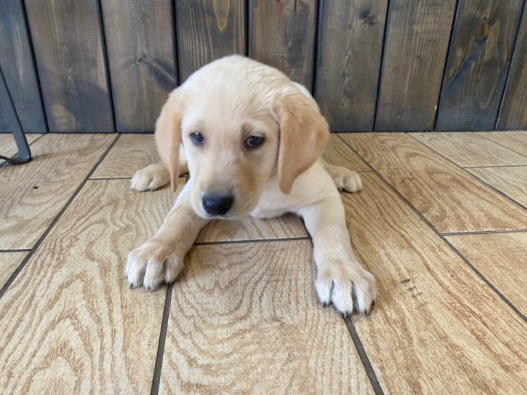 Labrador Retriever Puppy