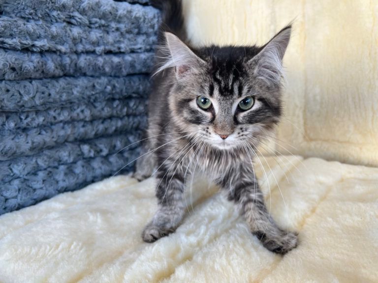 Main Coon Kitten  for sale connecticut