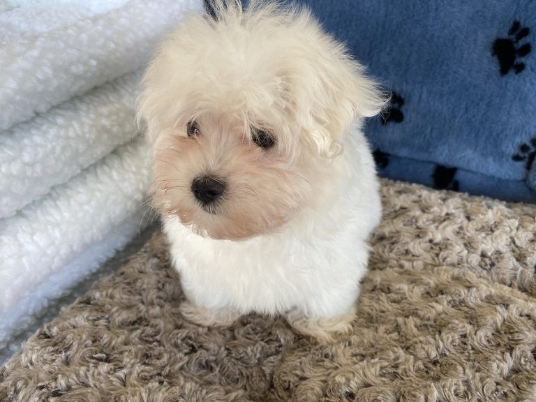 Maltese Puppy