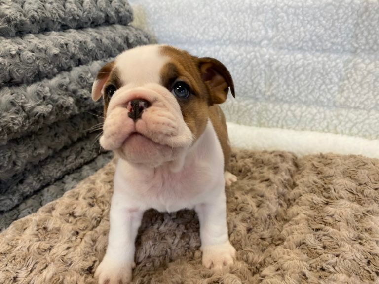 Mini Bulldog Puppy