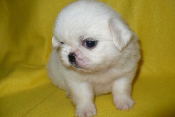 Pekingese Puppy
