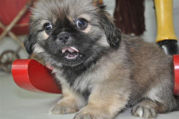 Pekingese Puppy