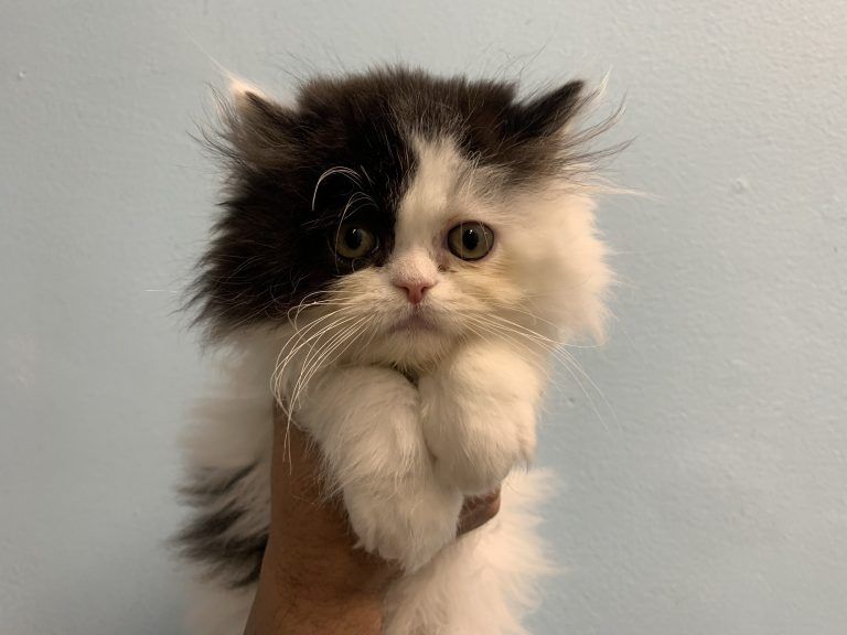 Persian Kitten