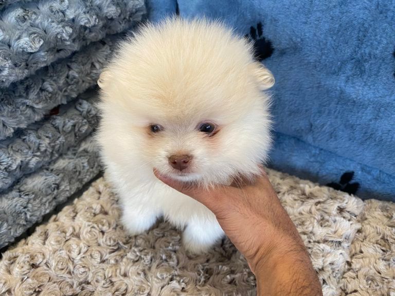 Pomeranian Puppy  for sale connecticut