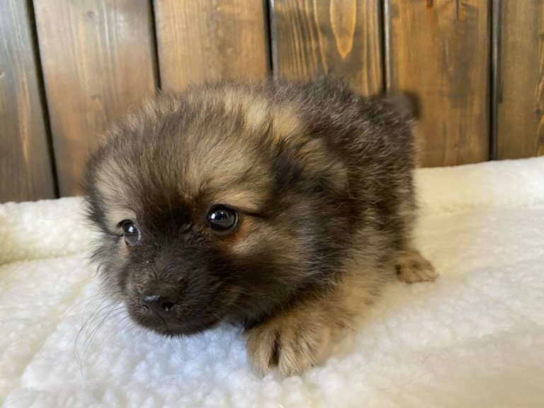 Pomeranian Puppy  for sale connecticut