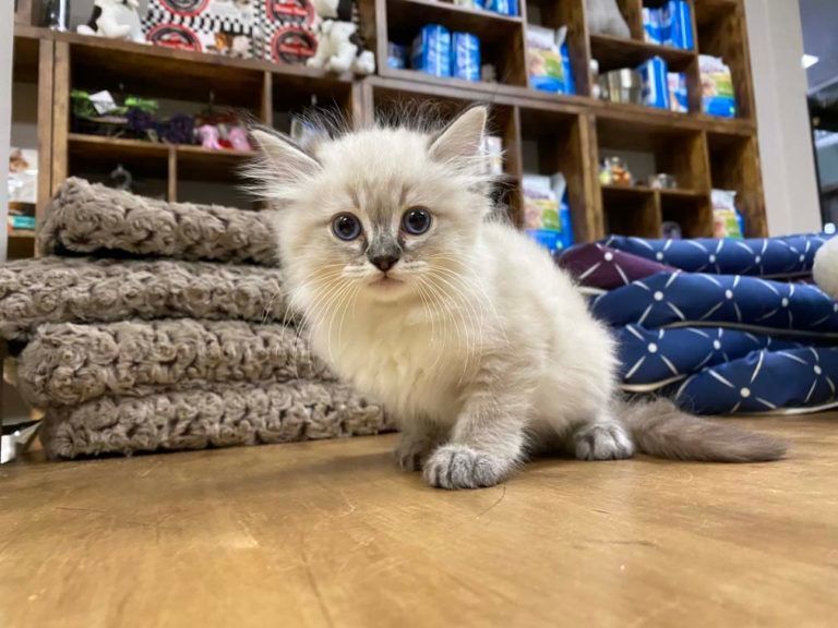 Ragdoll Kitten