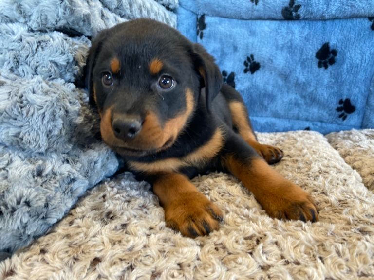 Rottweiler Puppy