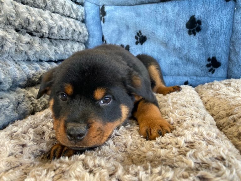 Rottweiler Puppy