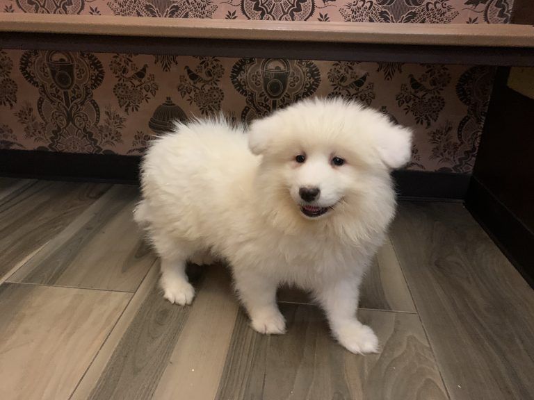 Samoyed Puppy