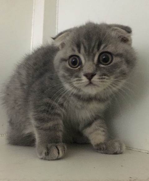 Scottish Fold Kitten