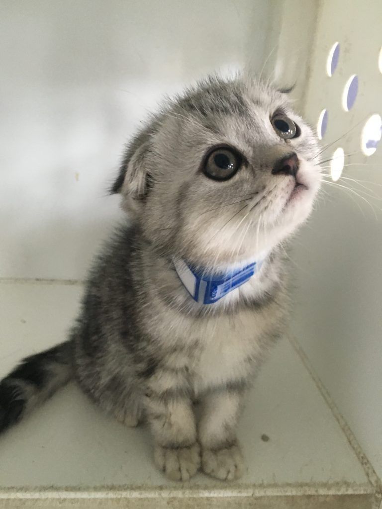 Scottish Fold Kitten