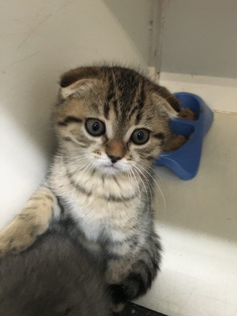 Scottish Fold Kitten