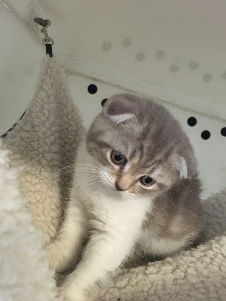 Scottish Fold Kitten