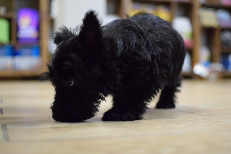 Scottish Terrier Puppy