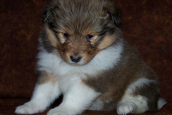 Sheltie Puppy