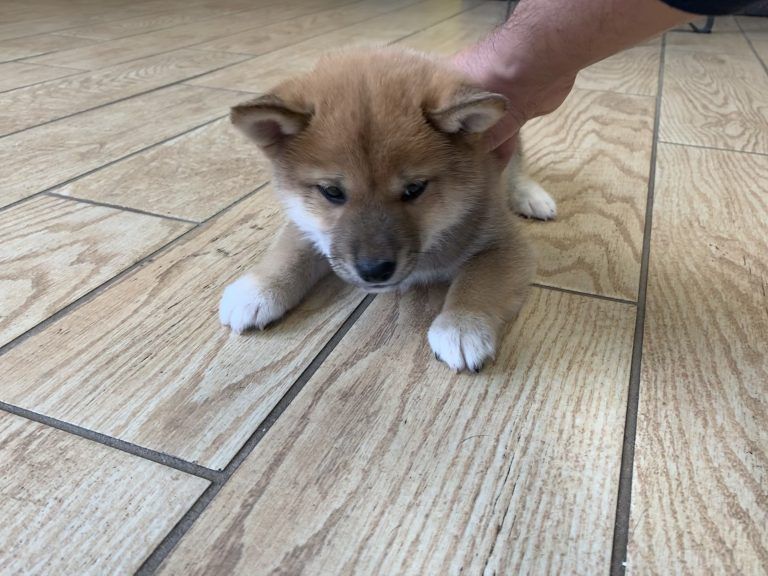 Shiba Inu Puppy
