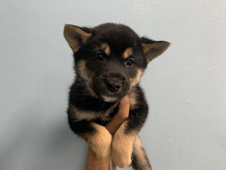 Shiba Inu Puppy
