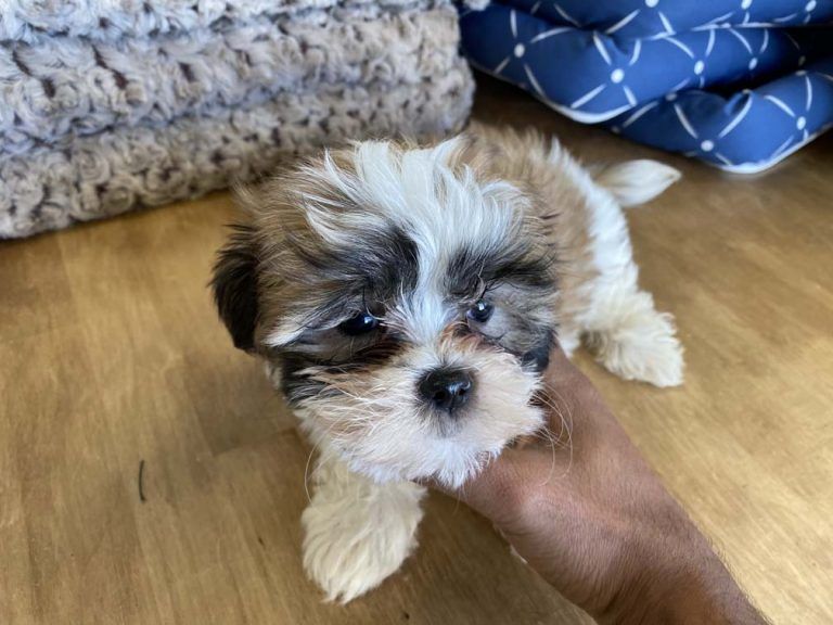 Shih Tzu Puppy