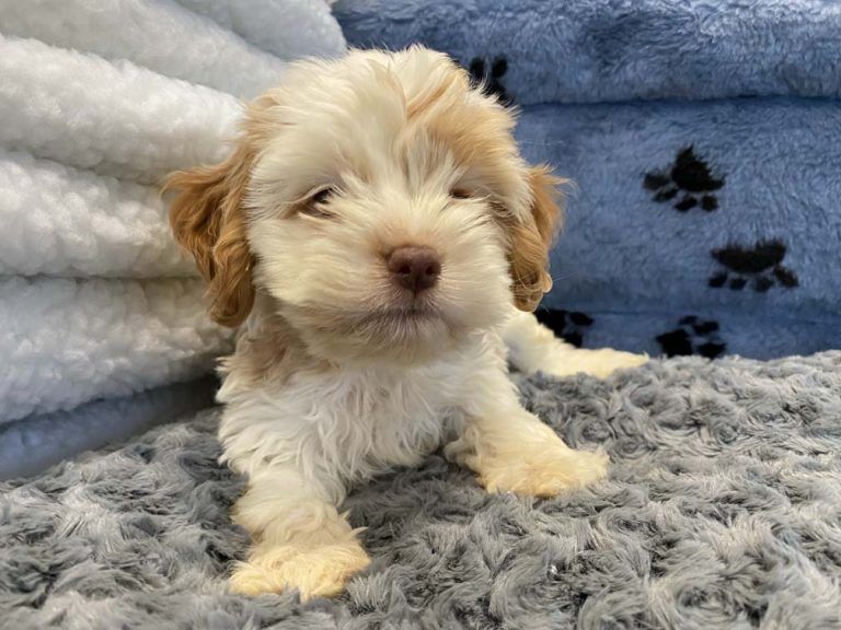 Shih Tzu Puppy