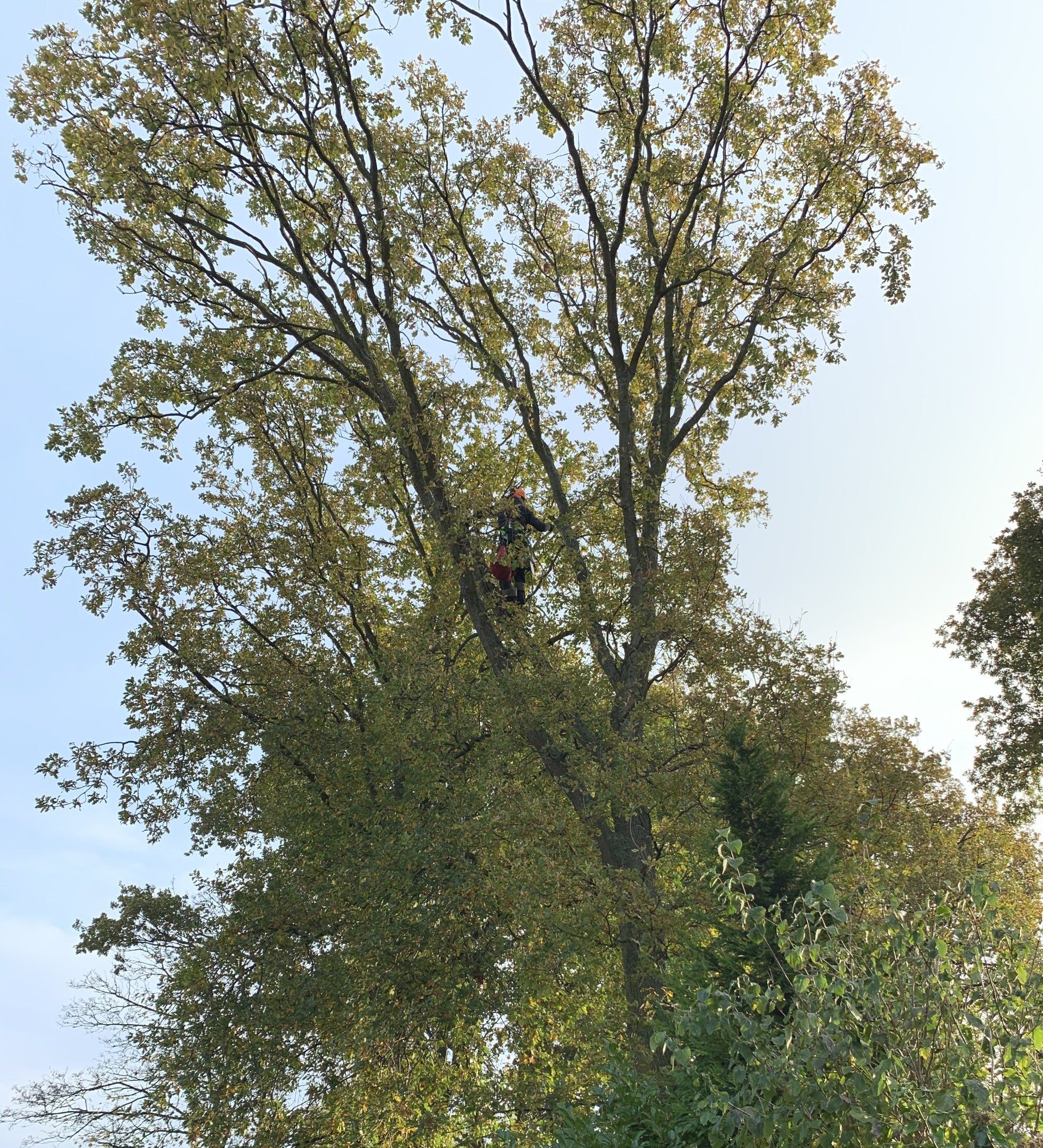 Boom kappen in Houten