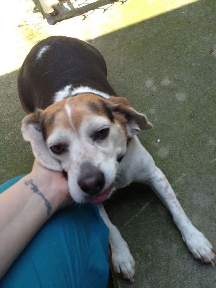 Dog Playing With His Man Best Friend — Howell, NJ — Happy Tails Kennel