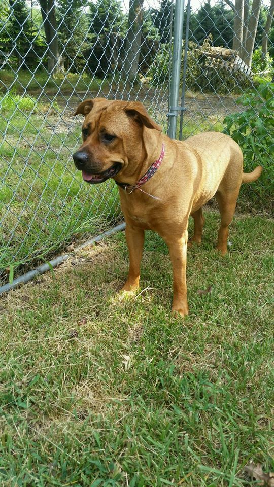 Behave Dog Inside The Fence — Howell, NJ — Happy Tails Kennel