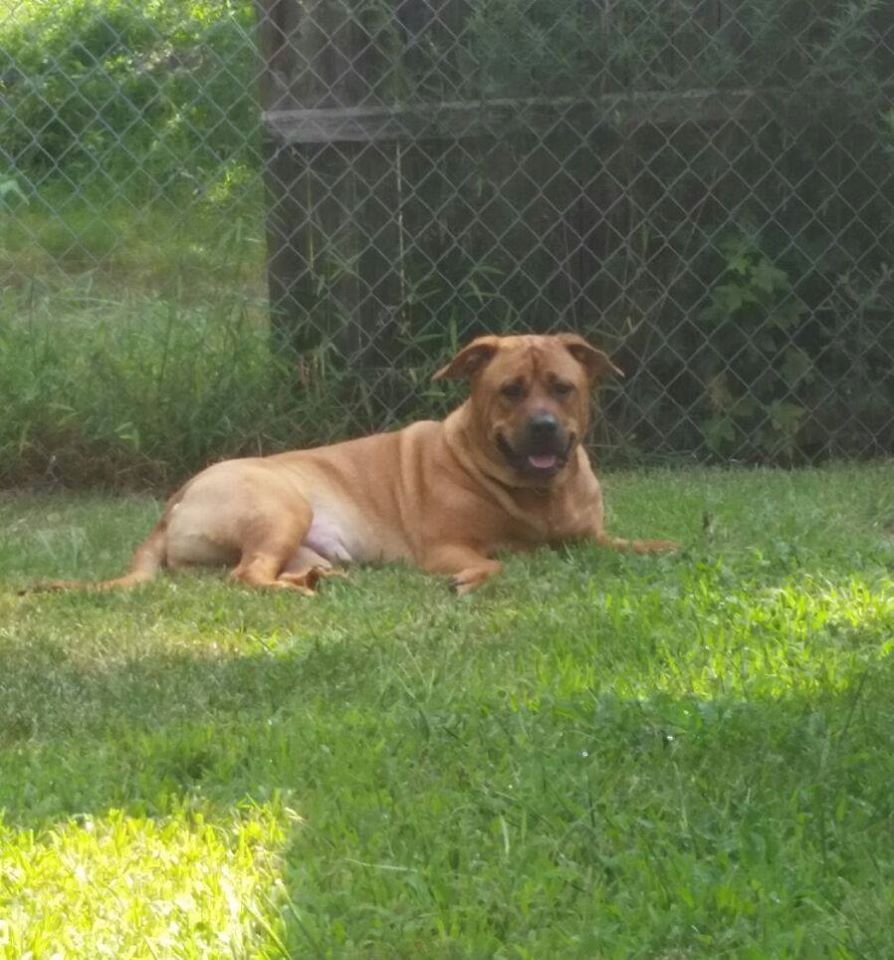 Big Dog Rest After Playing — Howell, NJ — Happy Tails Kennel