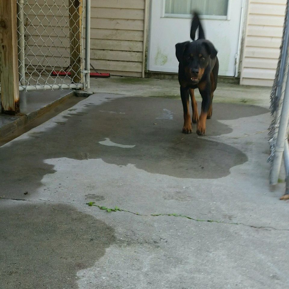 Black Big Dog — Howell, NJ — Happy Tails Kennel