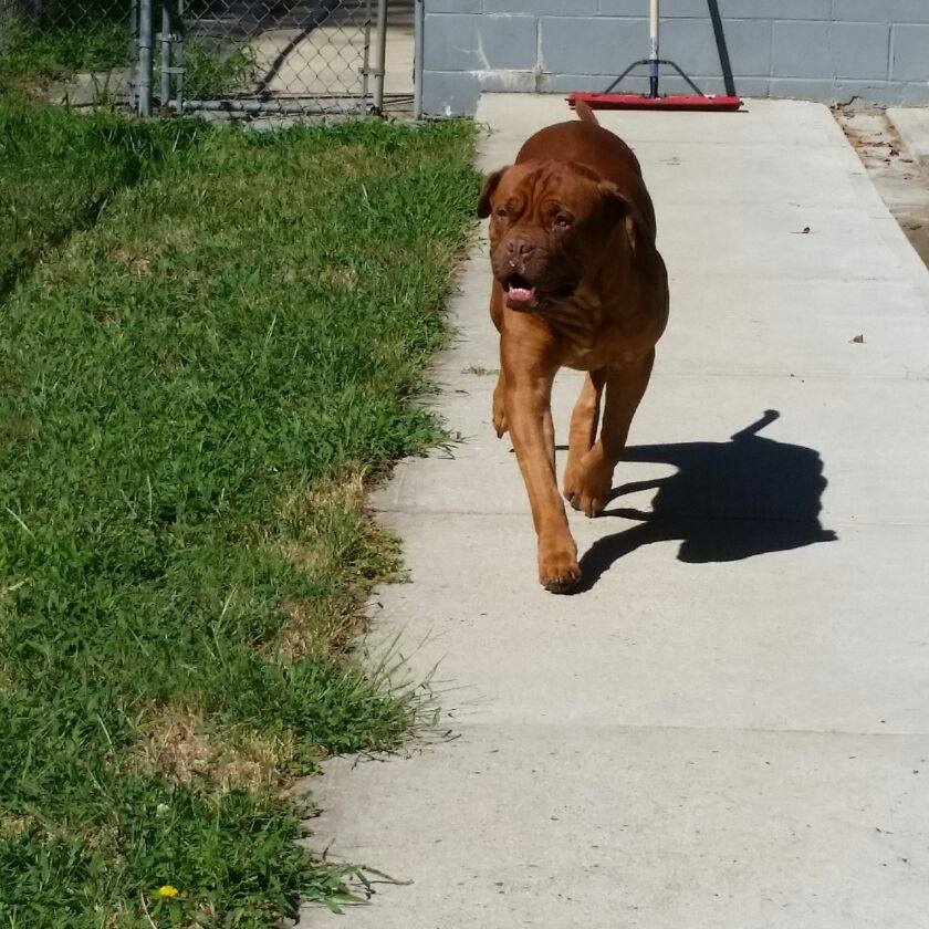 Brown Big Dog — Howell, NJ — Happy Tails Kennel