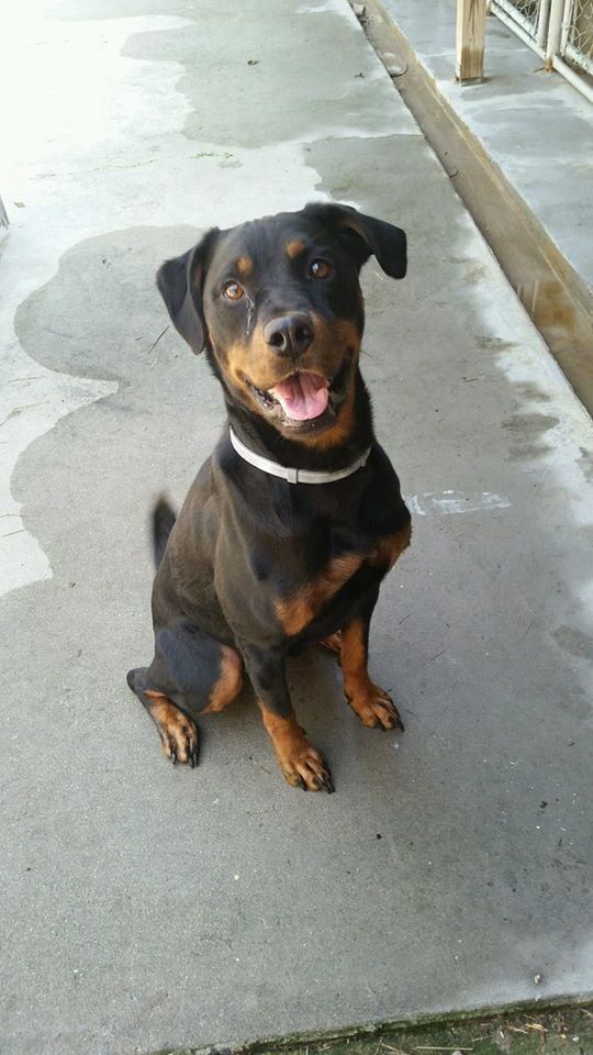 A Very Good Dog Sits — Howell, NJ — Happy Tails Kennel