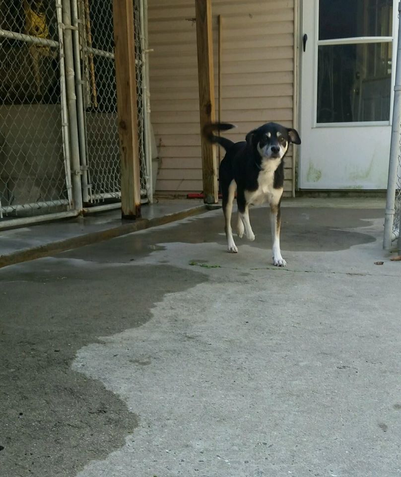 A Rescued Dog — Howell, NJ — Happy Tails Kennel
