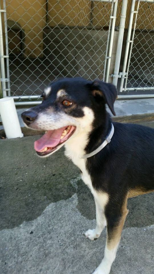 A Black And White Furry Dog — Howell, NJ — Happy Tails Kennel