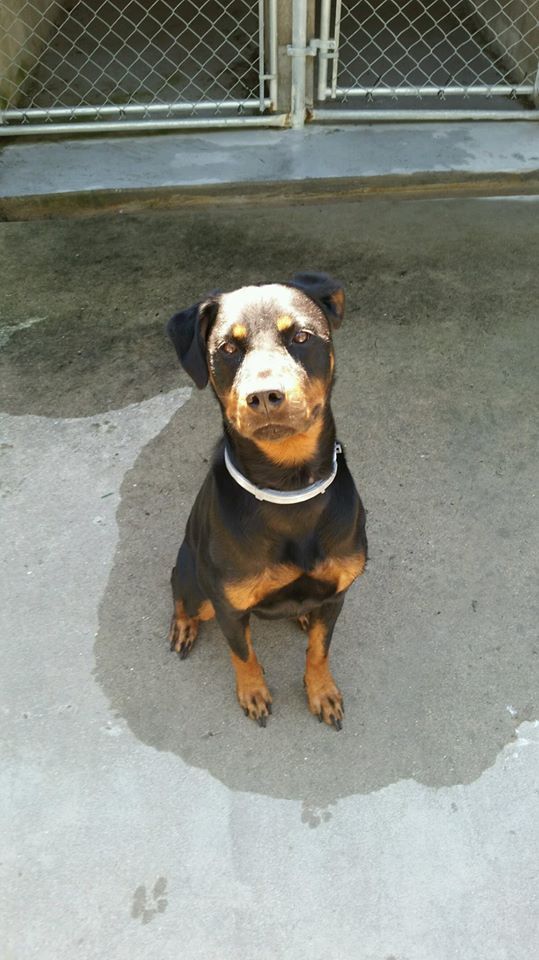 Behave Dog Portrait — Howell, NJ — Happy Tails Kennel